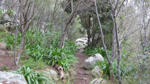 A dirt trail passes pale rocks and long leaves beneath thin trees.