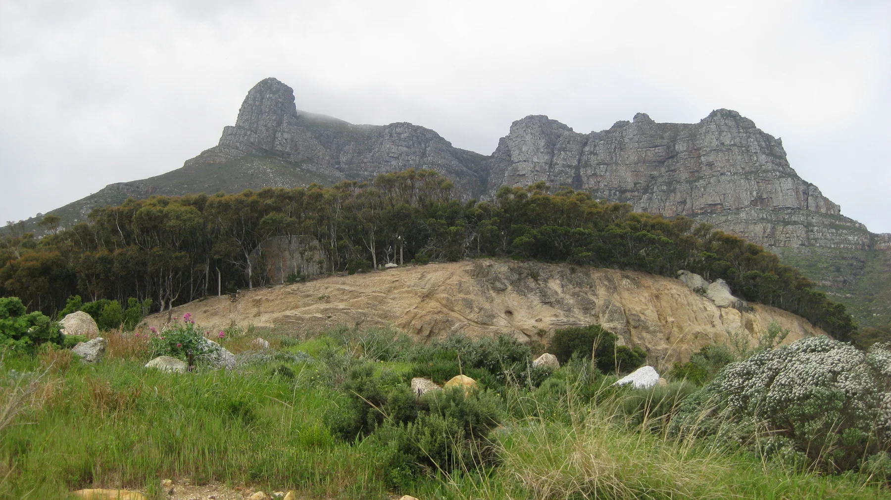 A jagged rocky ridge rises above a dark band of trees.