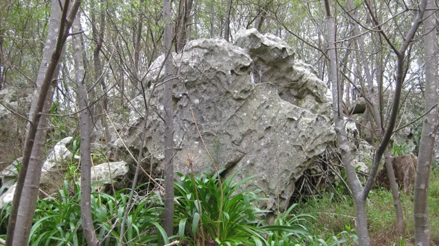 A large pale boulder stands among thin trunks and leafy plants.