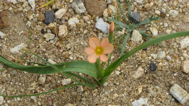 A small peach-colored flower opens among narrow leaves on stony soil.