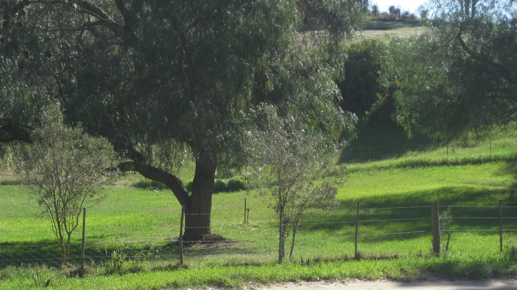 A broad tree shades bright grass behind a wire fence.