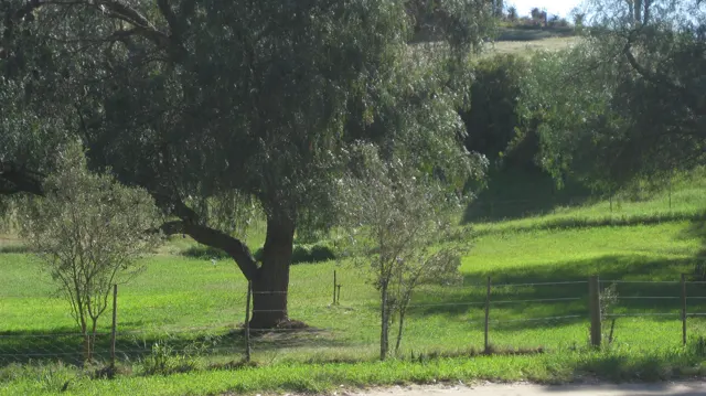 A broad tree shades bright grass behind a wire fence.