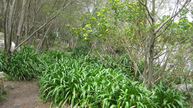 Long green leaves cover the ground beneath slender branching trees.