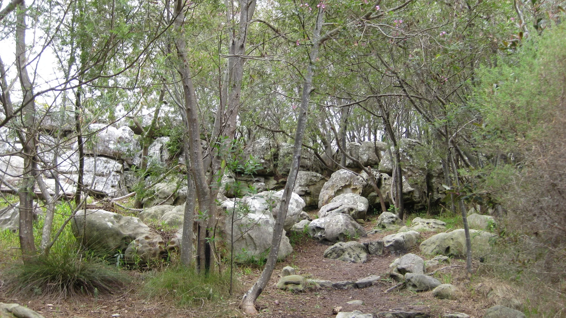 Pale boulders and thin trees line a narrow woodland path.