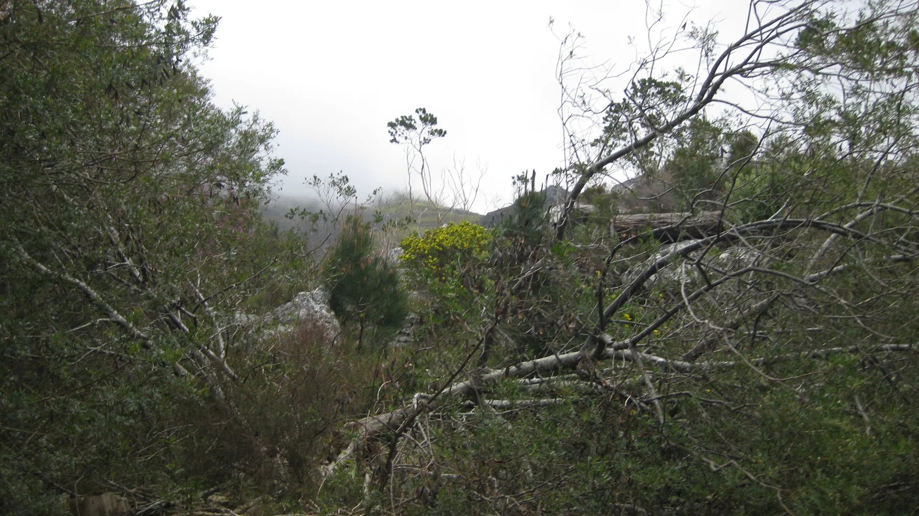 Thin branches partly conceal a narrow path through dense shrubs.