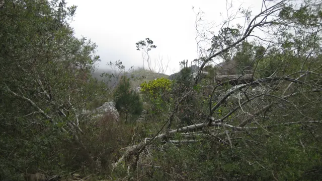 Thin branches partly conceal a narrow path through dense shrubs.