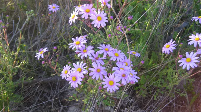 Purple flowers with yellow centers spread along fine green stems.