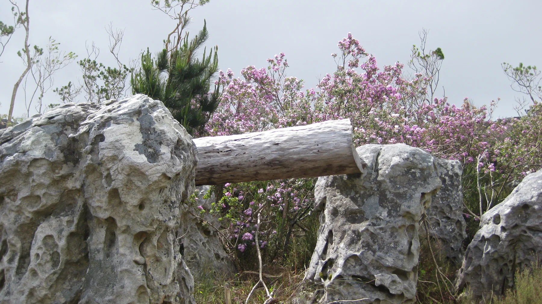 A short log rests between weathered pale rocks beside flowers.