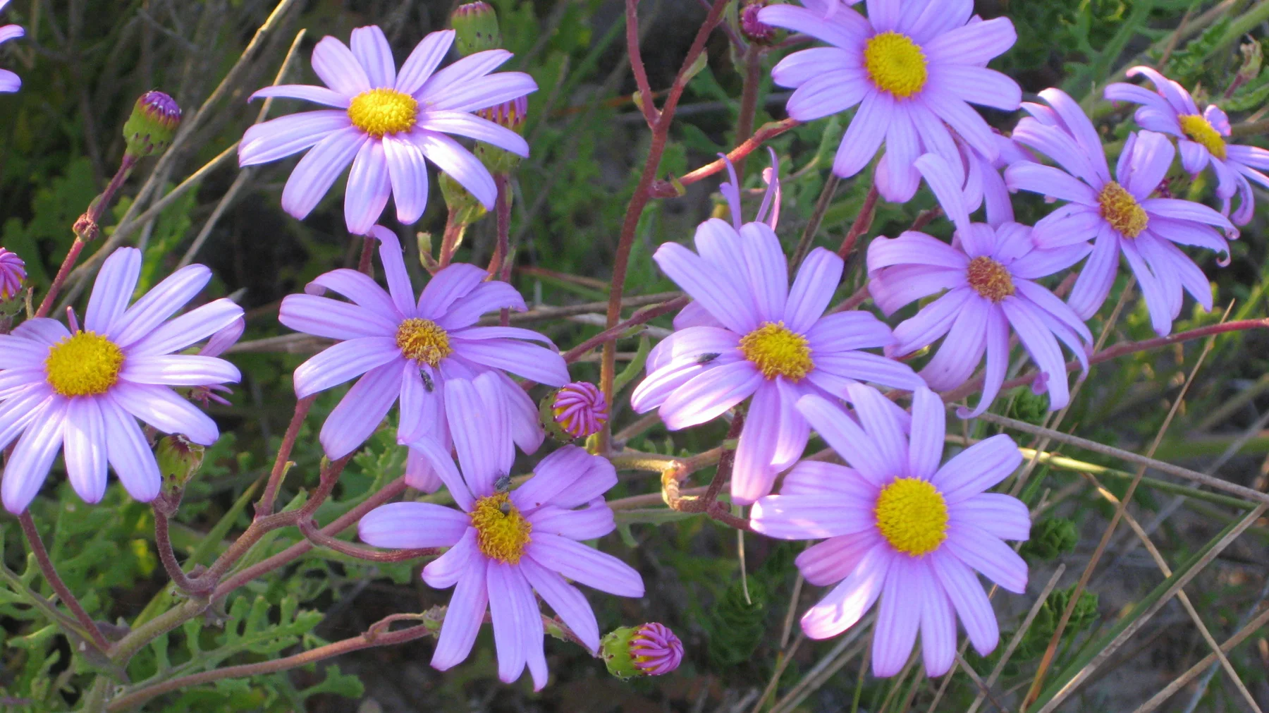 Purple petals circle bright golden centers in a close flower view.