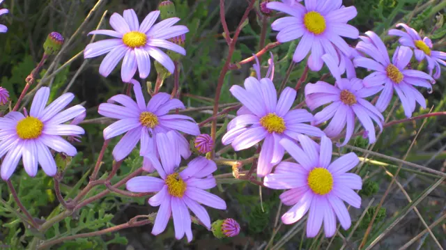 Purple petals circle bright golden centers in a close flower view.