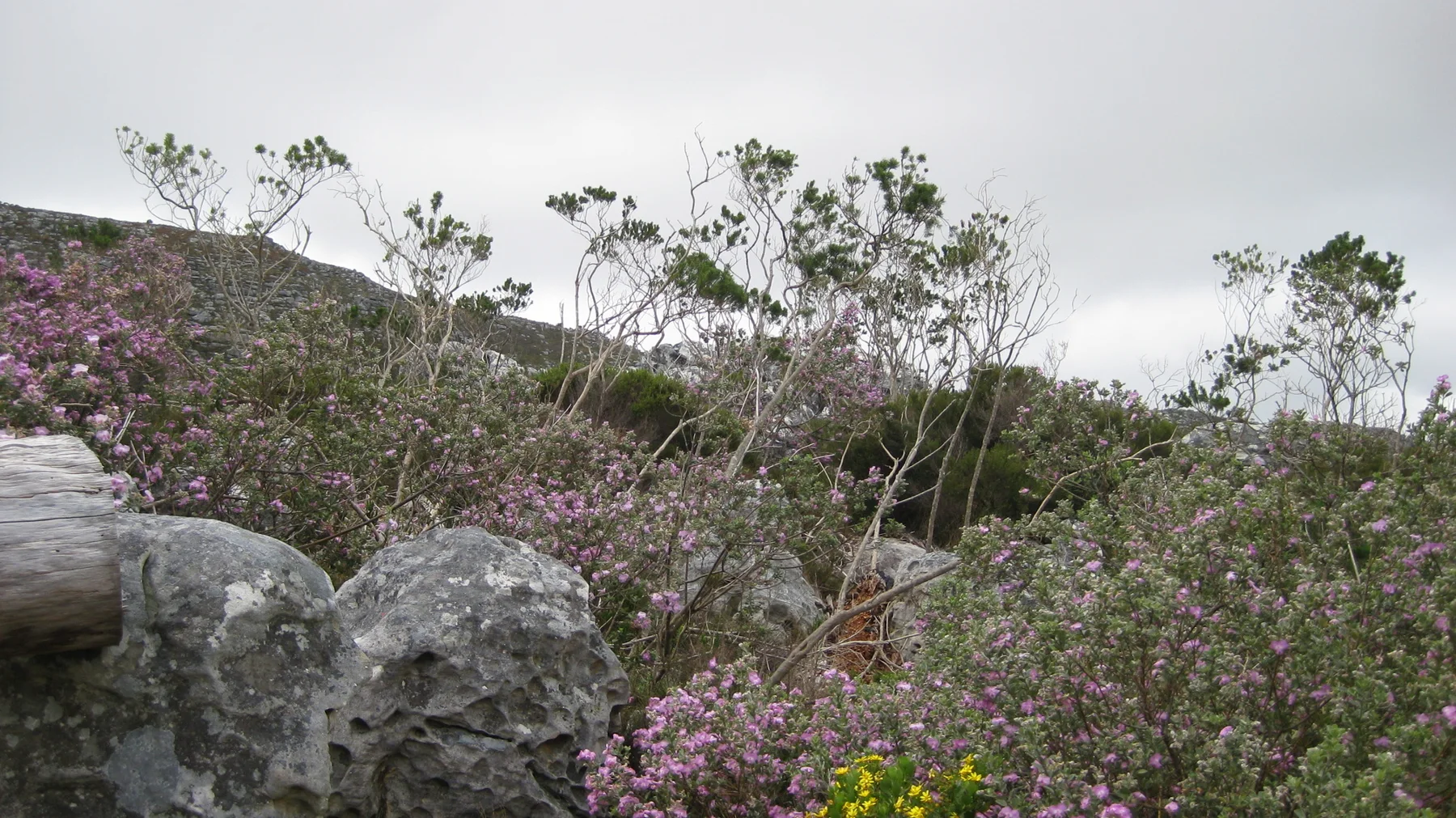 Pale rocks sit among pink-flowered shrubs below gray sky.
