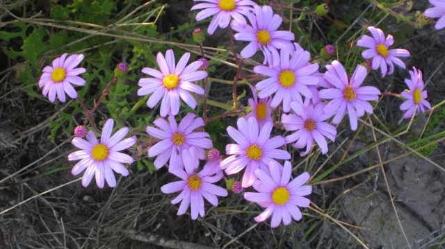 Several purple blooms open along branching stems against dry twigs.