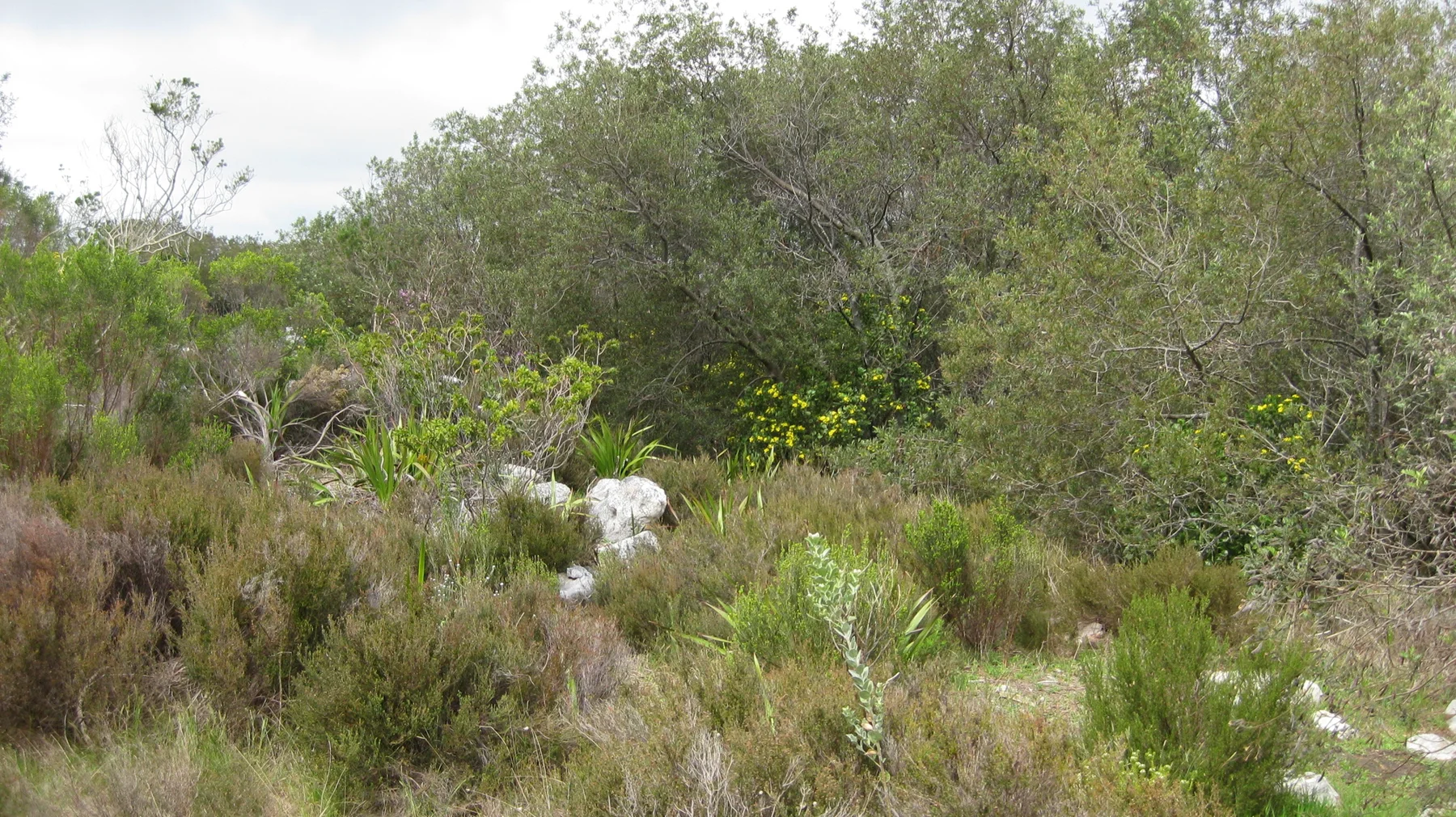 A narrow trail passes low trees, grasses and scattered stones.