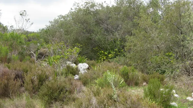 A narrow trail passes low trees, grasses and scattered stones.