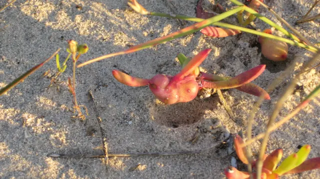 Reddish thick leaves spread across pale sandy ground.