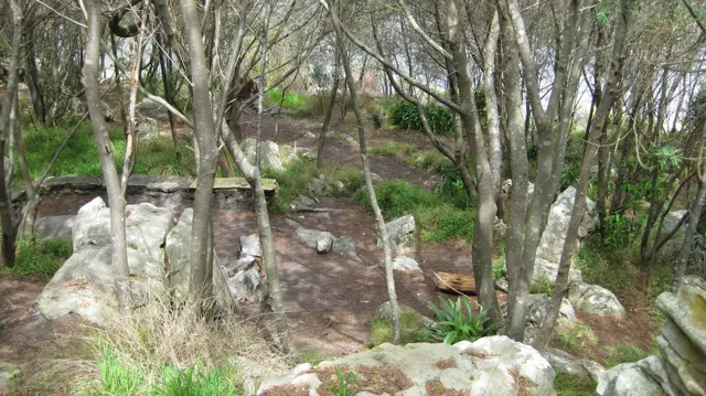 Thin tree trunks rise from a slope scattered with rocks.