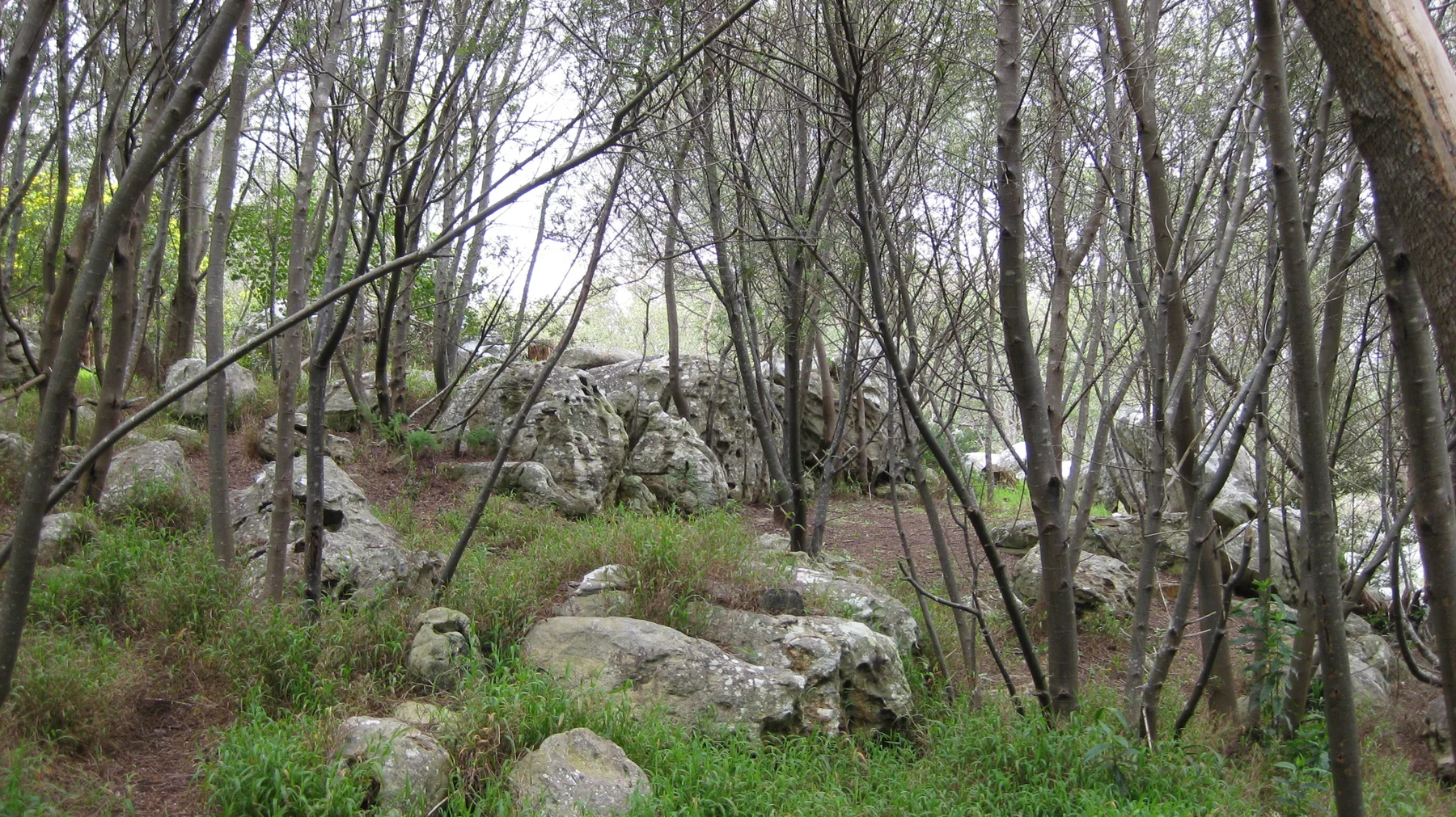 Pale rocks and green ground cover lie beneath slender trees.