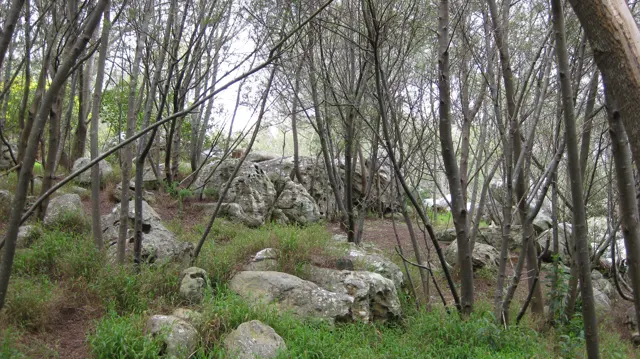 Pale rocks and green ground cover lie beneath slender trees.