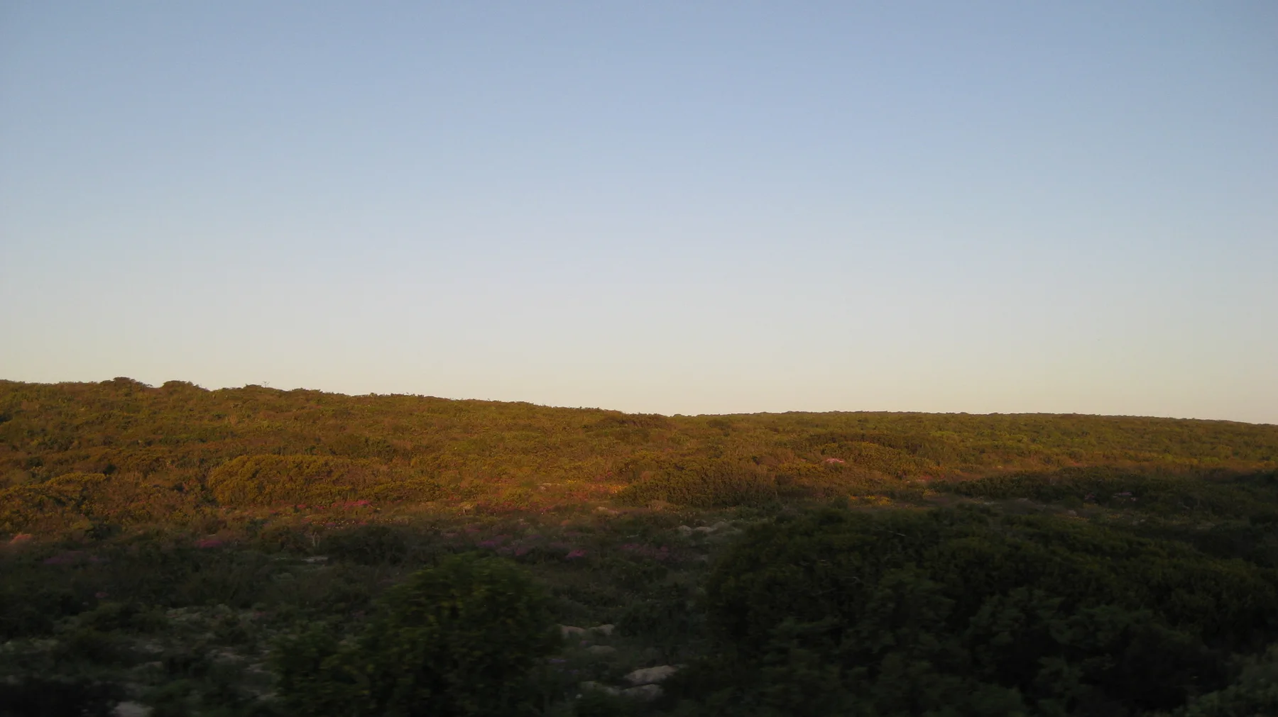Warm evening light falls across low coastal scrub.