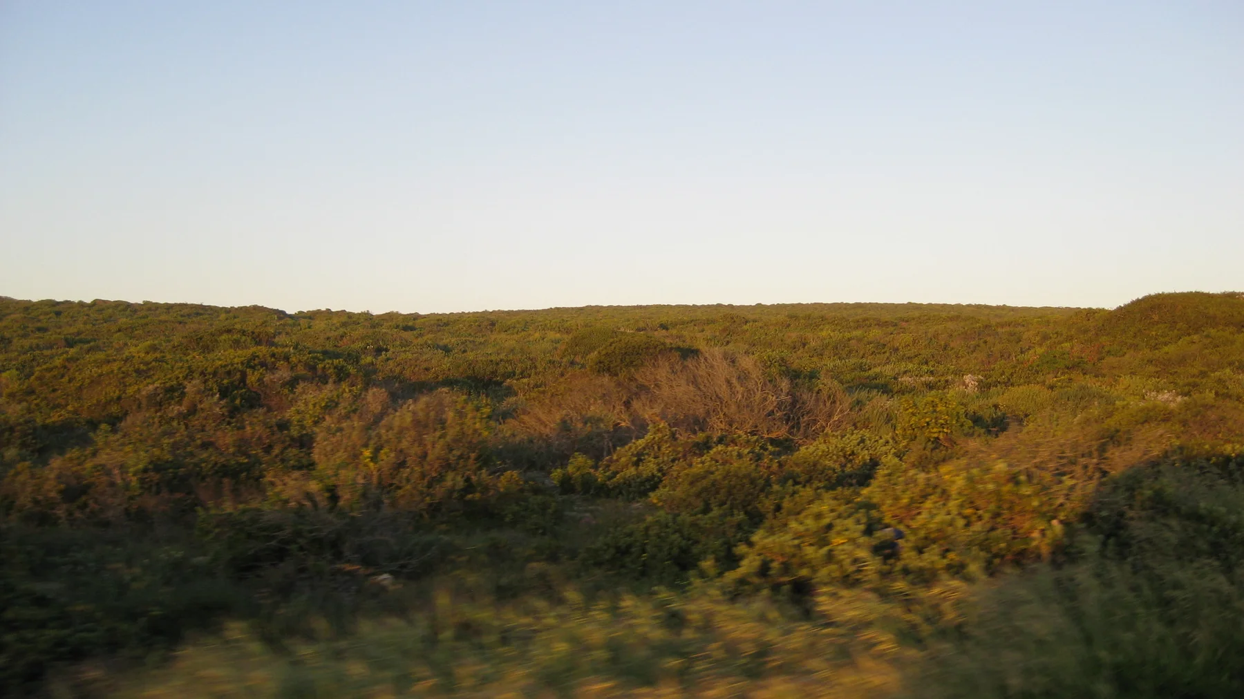 Warm light highlights patches of low shrubs across open ground.