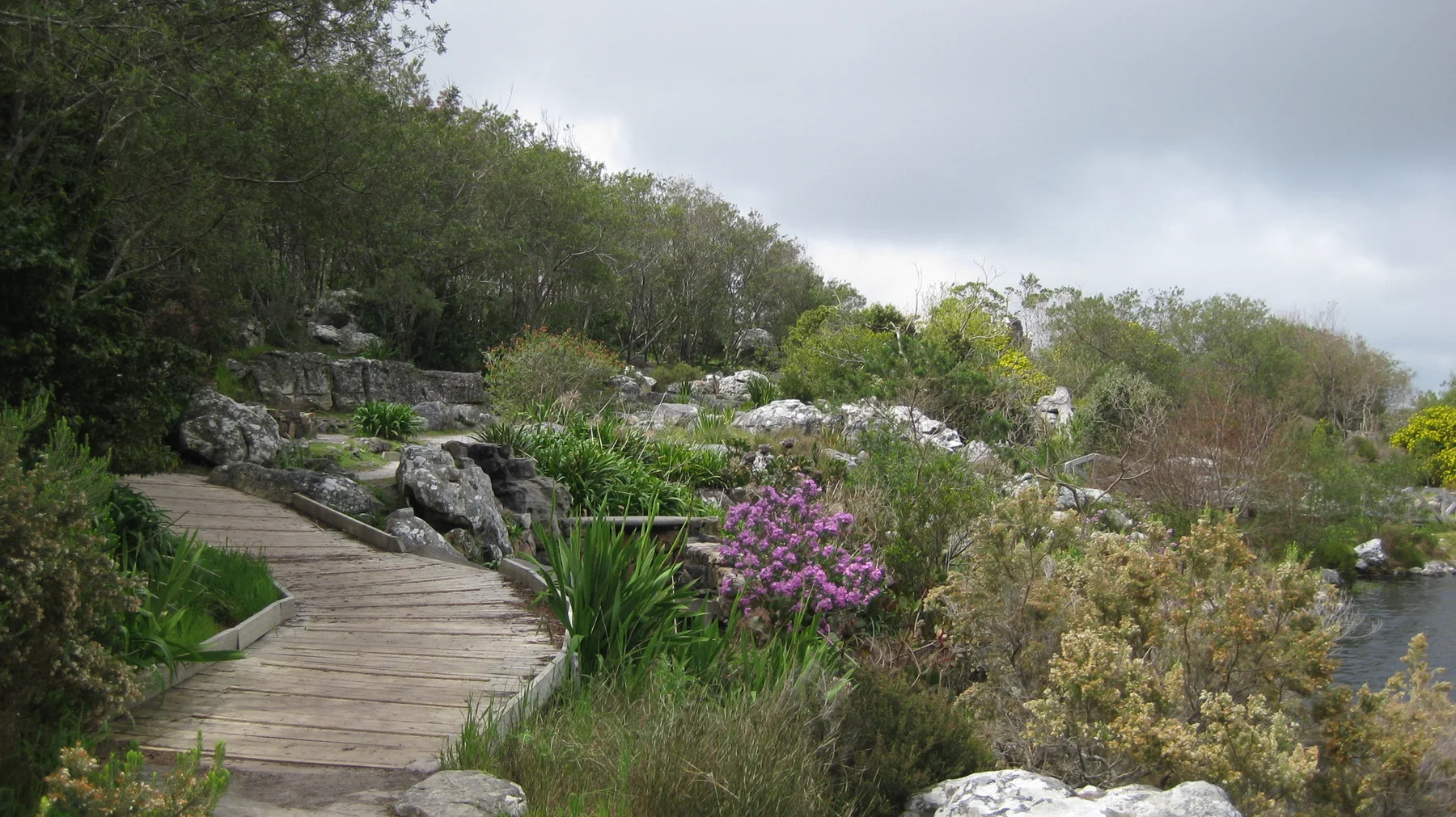 A wooden boardwalk curves around rocks and purple flowers.