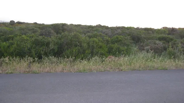 Dense green shrubs stand beyond a dark paved roadside.