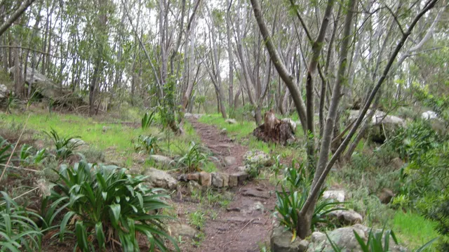 An uneven path crosses rocks and green plants beneath thin trees.