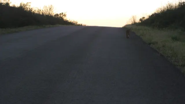 A small distant animal stands on a road rising toward evening light.