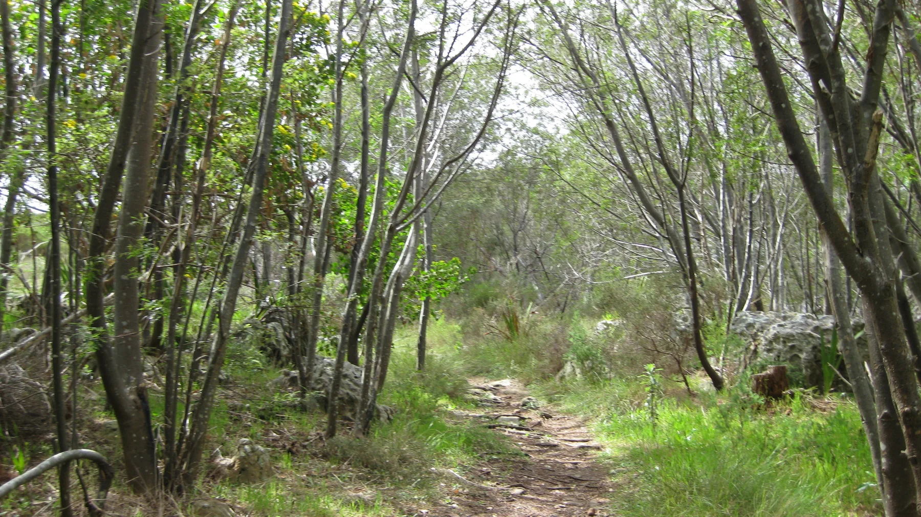 A narrow path runs between close-set trees and green ground cover.