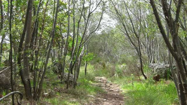 A narrow path runs between close-set trees and green ground cover.