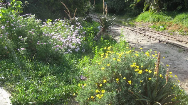 Purple and yellow flowers border railway tracks in dense greenery.