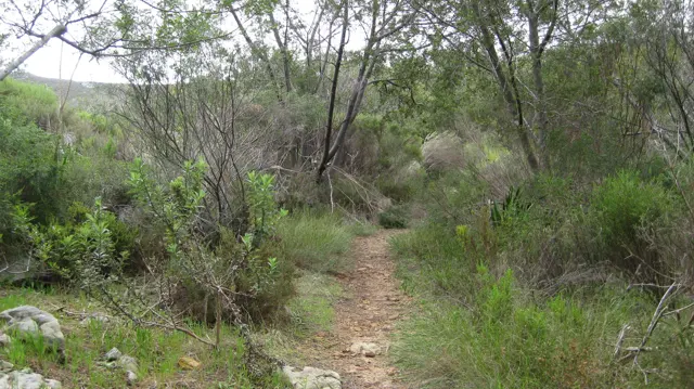 A narrow dirt trail winds between thin trees and shrubs.