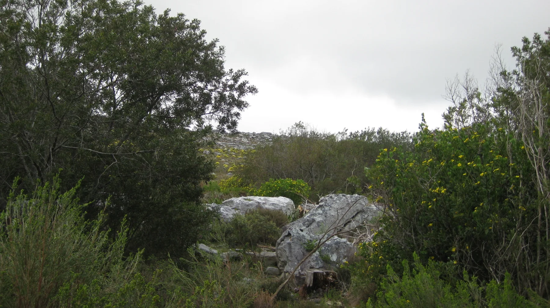 A pale boulder sits among low trees and dense shrubs.