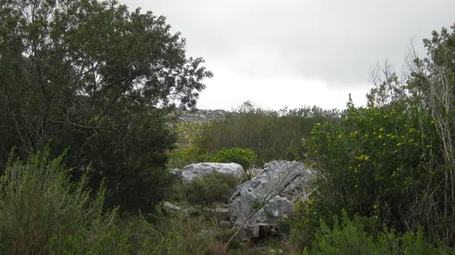 A pale boulder sits among low trees and dense shrubs.