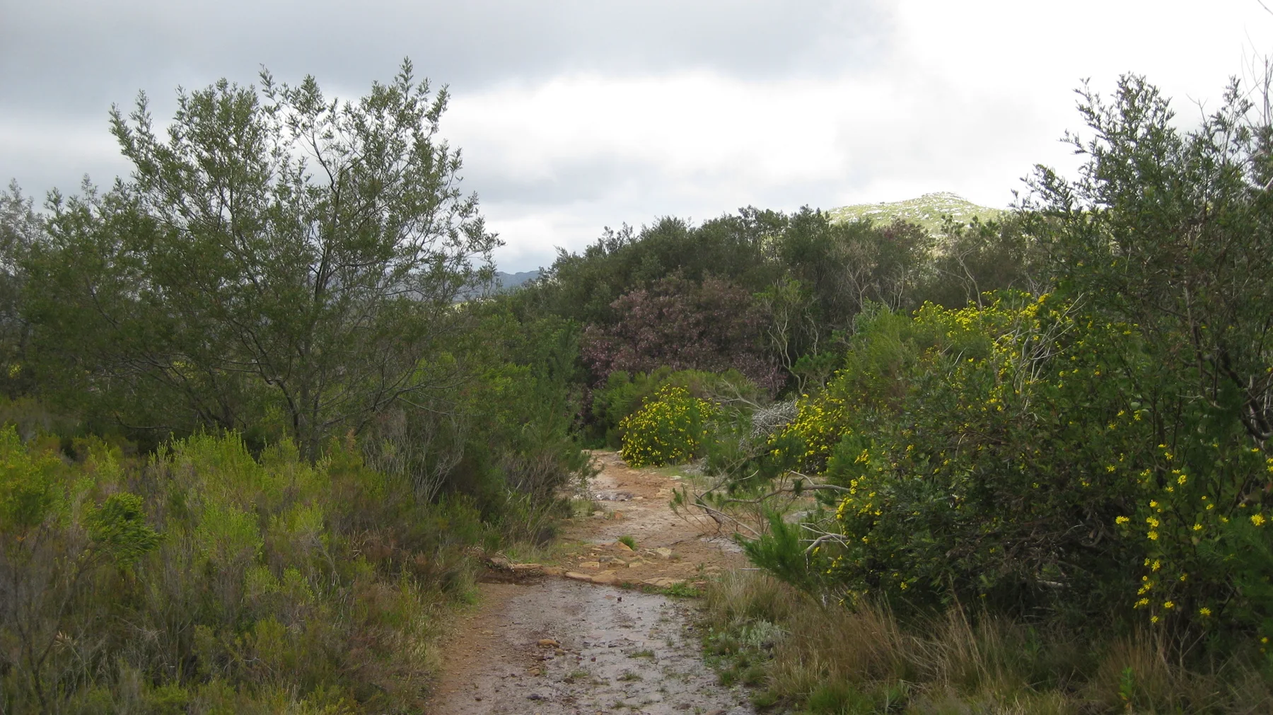 A rough sandy trail passes dense green shrubs.