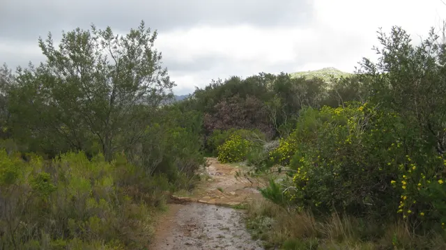 A rough sandy trail passes dense green shrubs.
