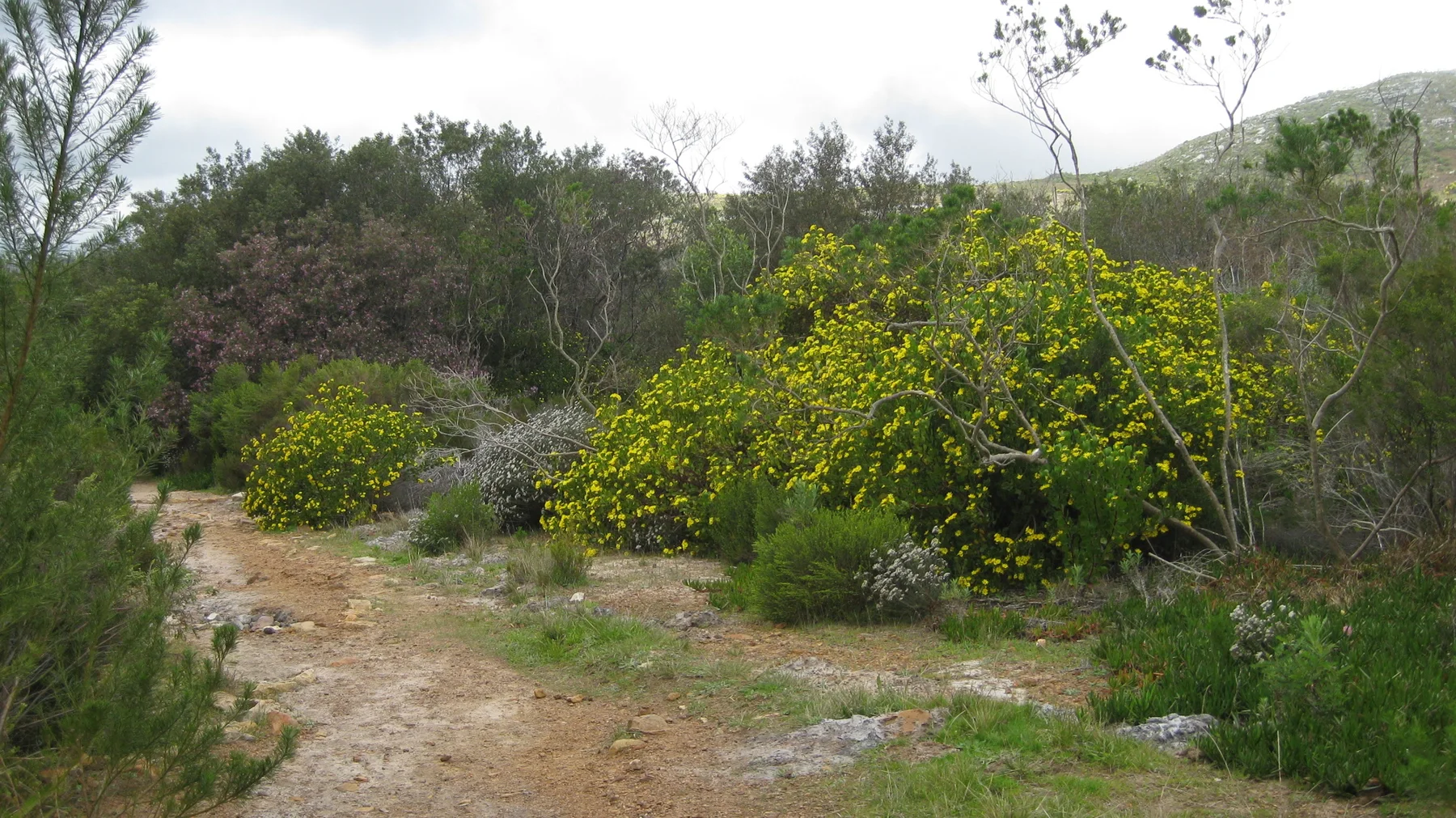 A small path passes a large yellow-flowered shrub.