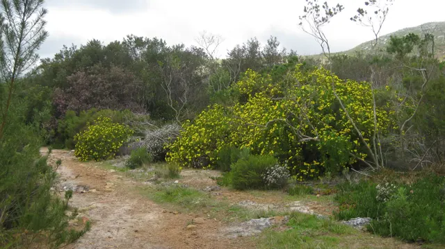 A small path passes a large yellow-flowered shrub.