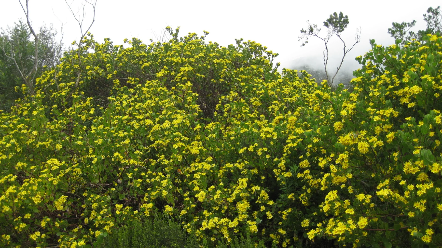Yellow flowers cover a dense rounded bush.