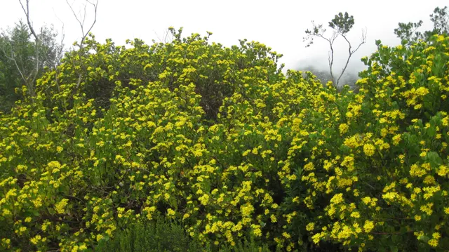 Yellow flowers cover a dense rounded bush.