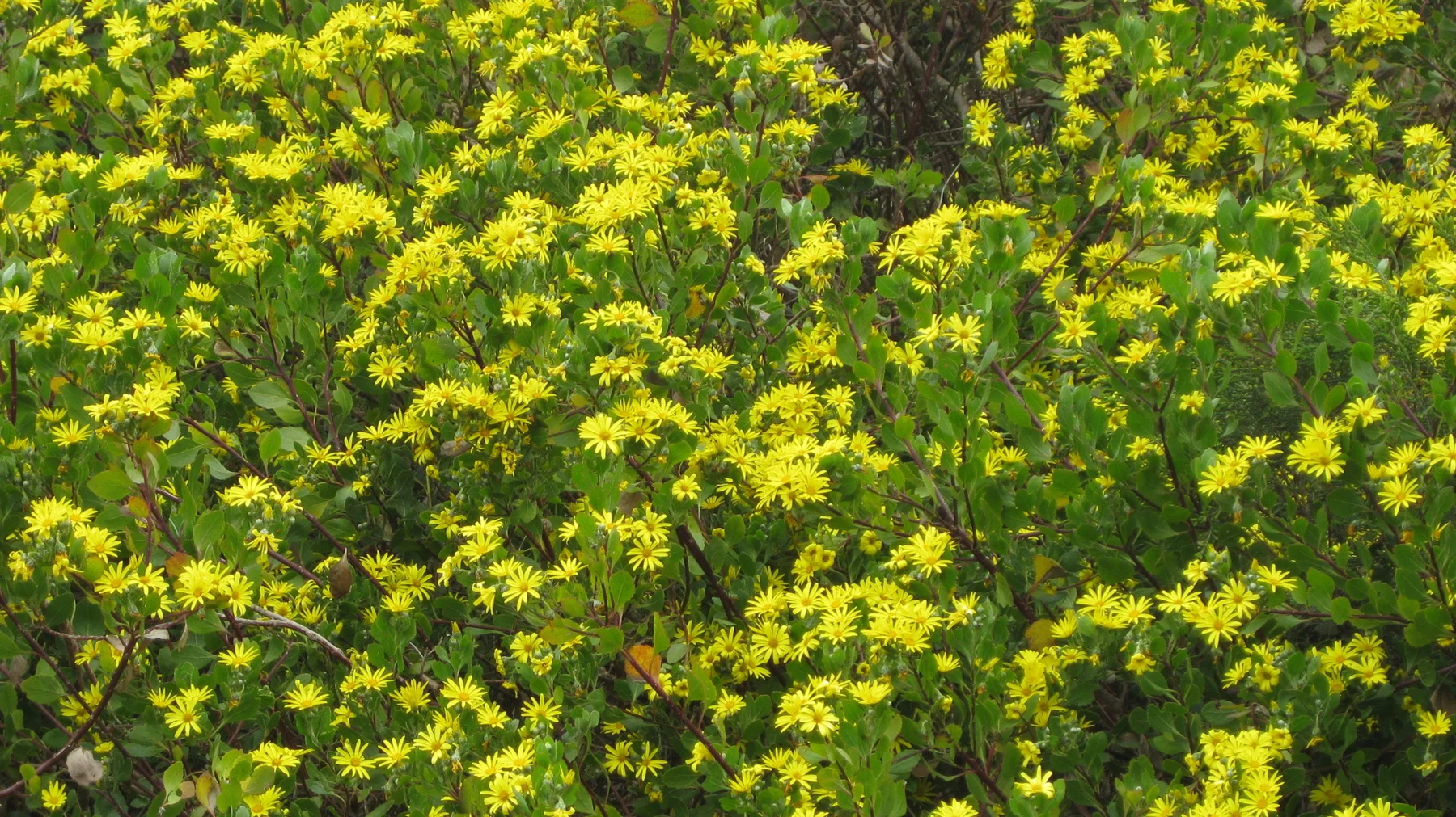 Small yellow flowers densely cover branching green stems.