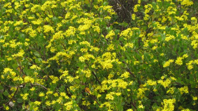 Small yellow flowers densely cover branching green stems.