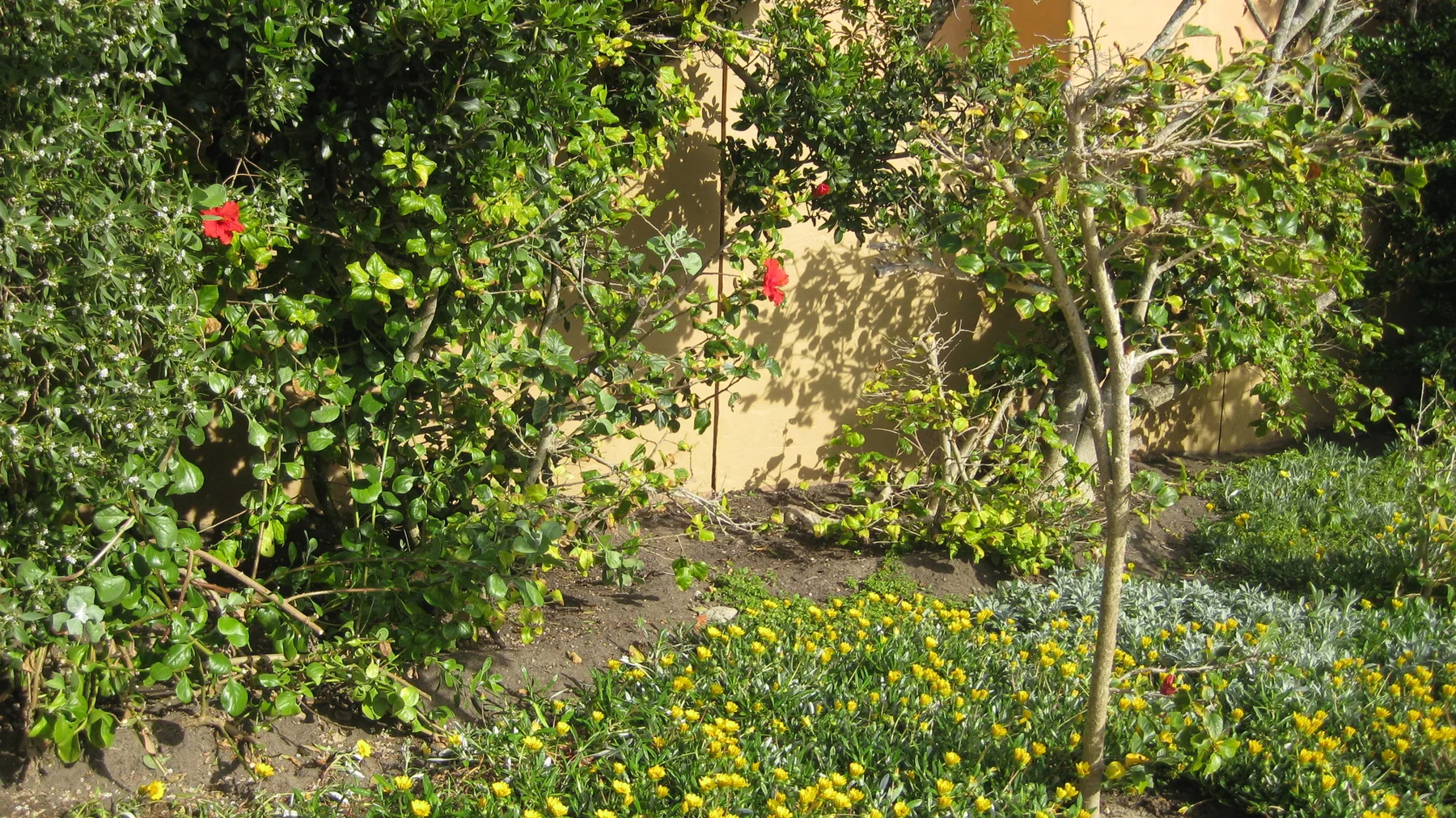 Yellow ground-cover flowers grow beneath a leafy garden tree.