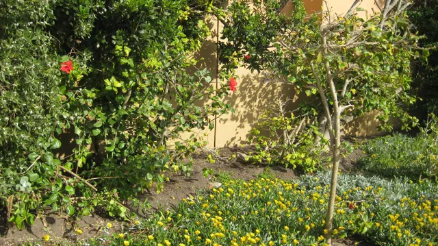Yellow ground-cover flowers grow beneath a leafy garden tree.