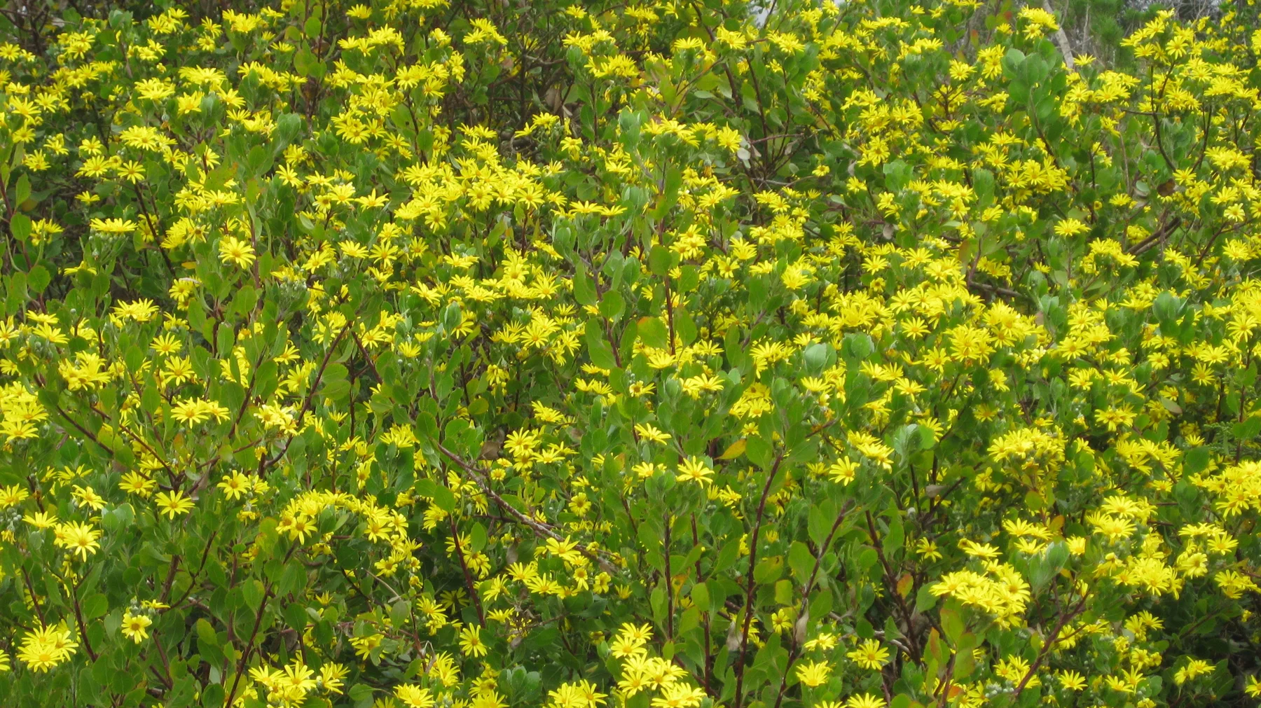 Yellow blossoms spread across a dense leafy thicket.