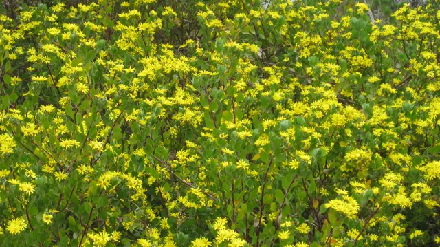Yellow blossoms spread across a dense leafy thicket.