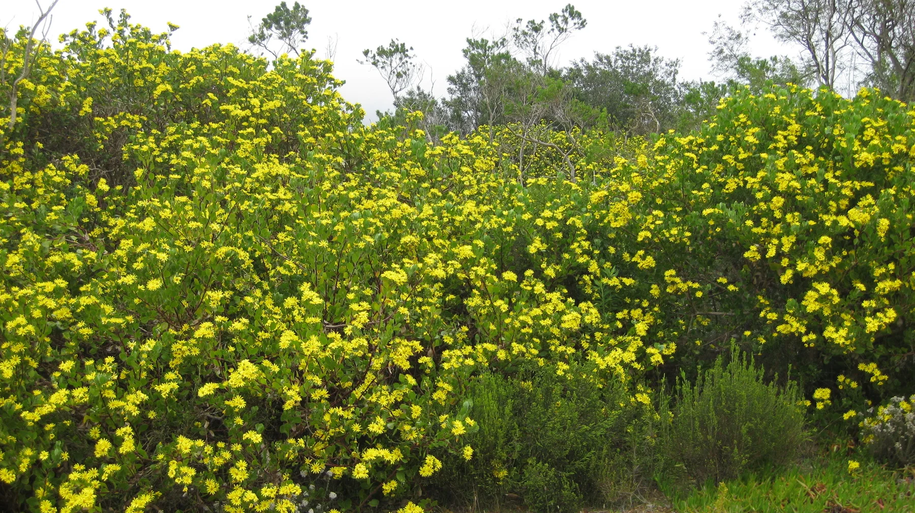 Tall yellow-flowered bushes border mixed green scrub.