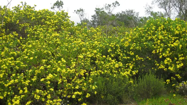 Tall yellow-flowered bushes border mixed green scrub.