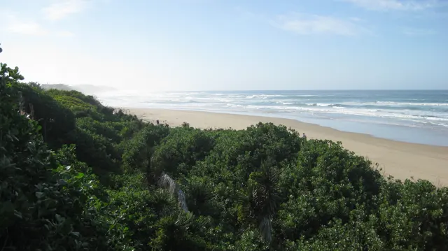 Dense coastal shrubs overlook a pale beach and white surf.
