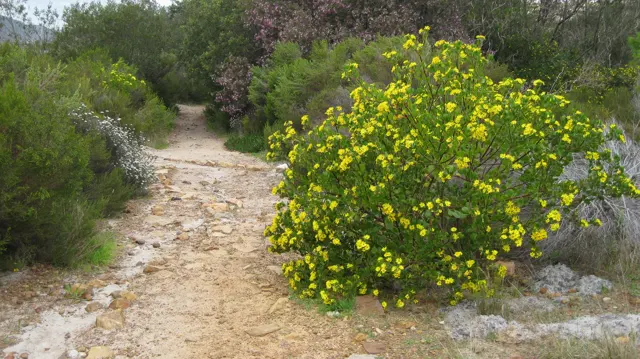 A rough pale path passes a rounded yellow-flowered bush.